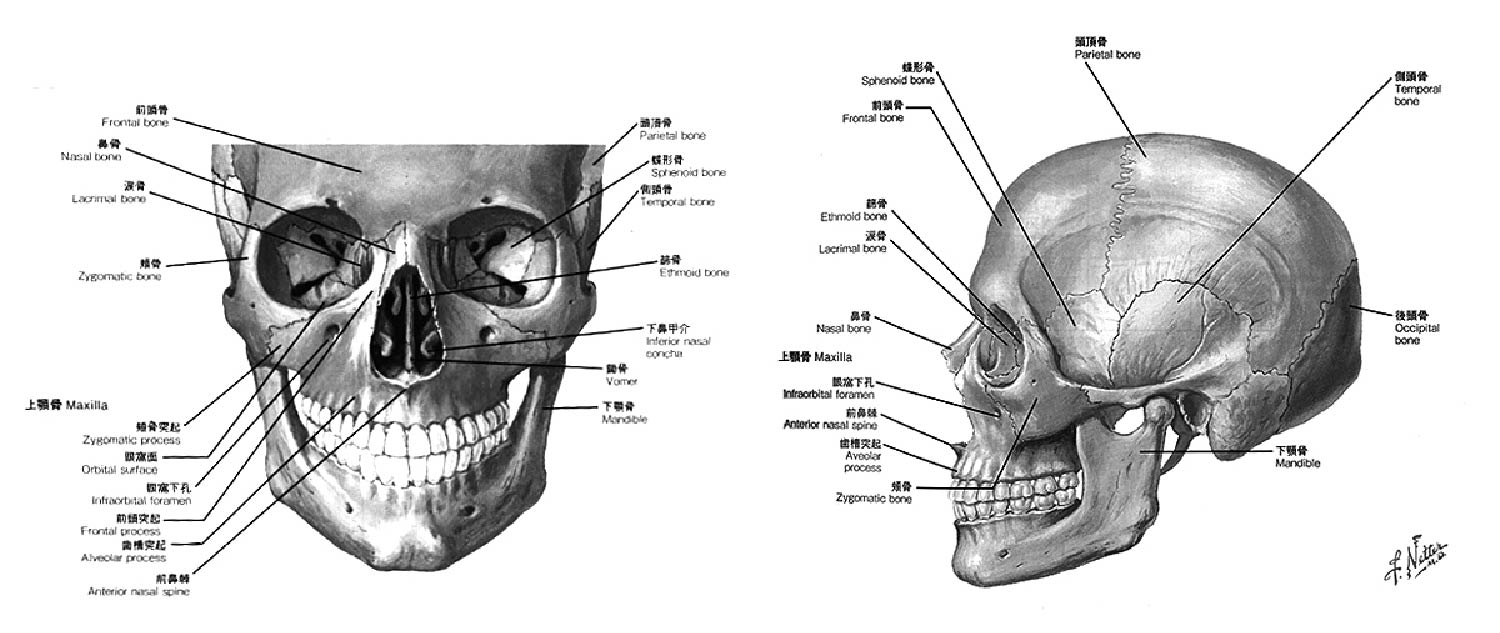 解剖、頬骨