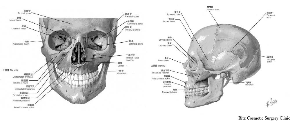 解剖、頬骨