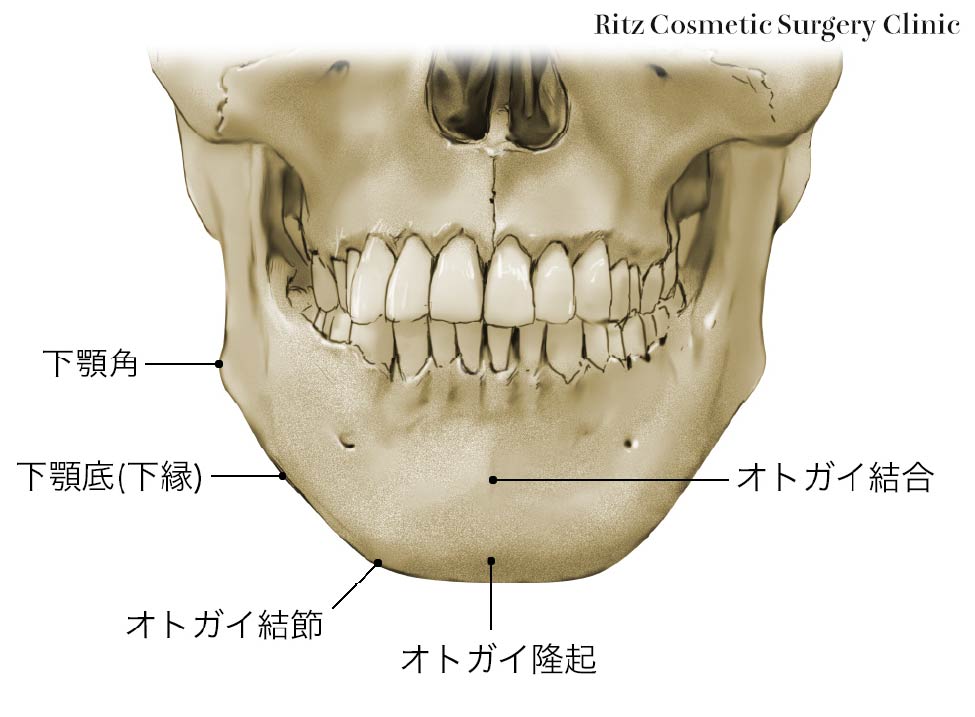 オトガイ部の解剖
