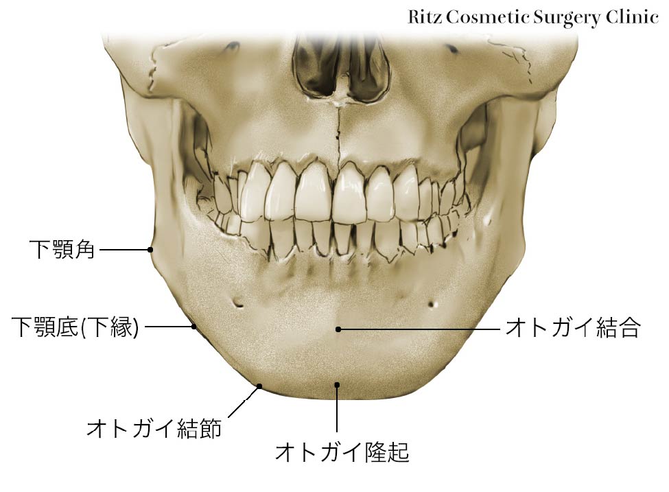 下顎 が 前 に 出る