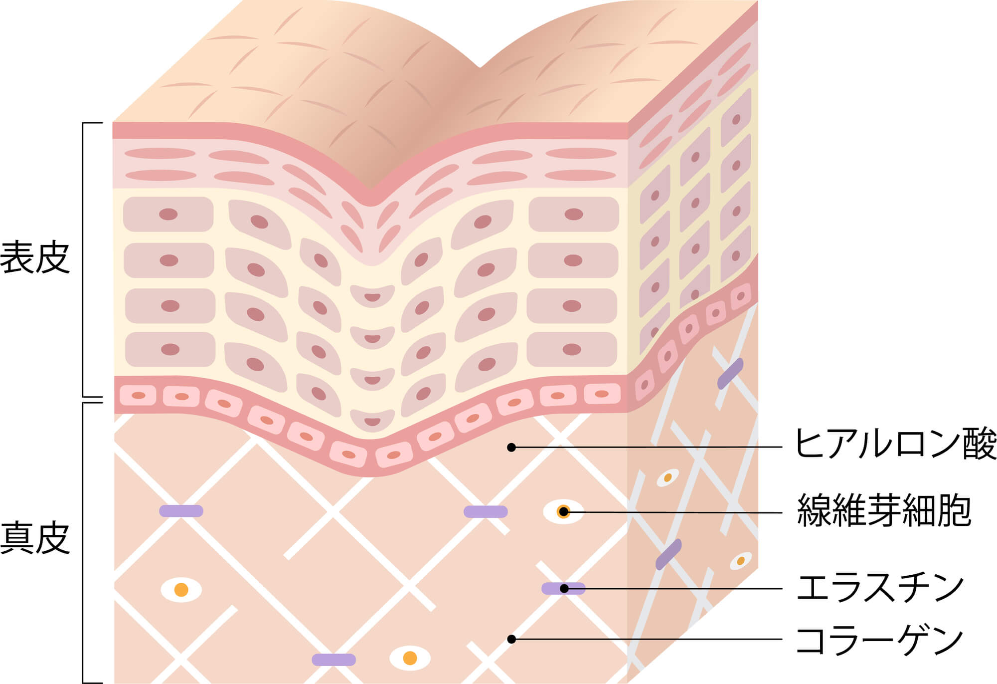皮膚の弾力低下