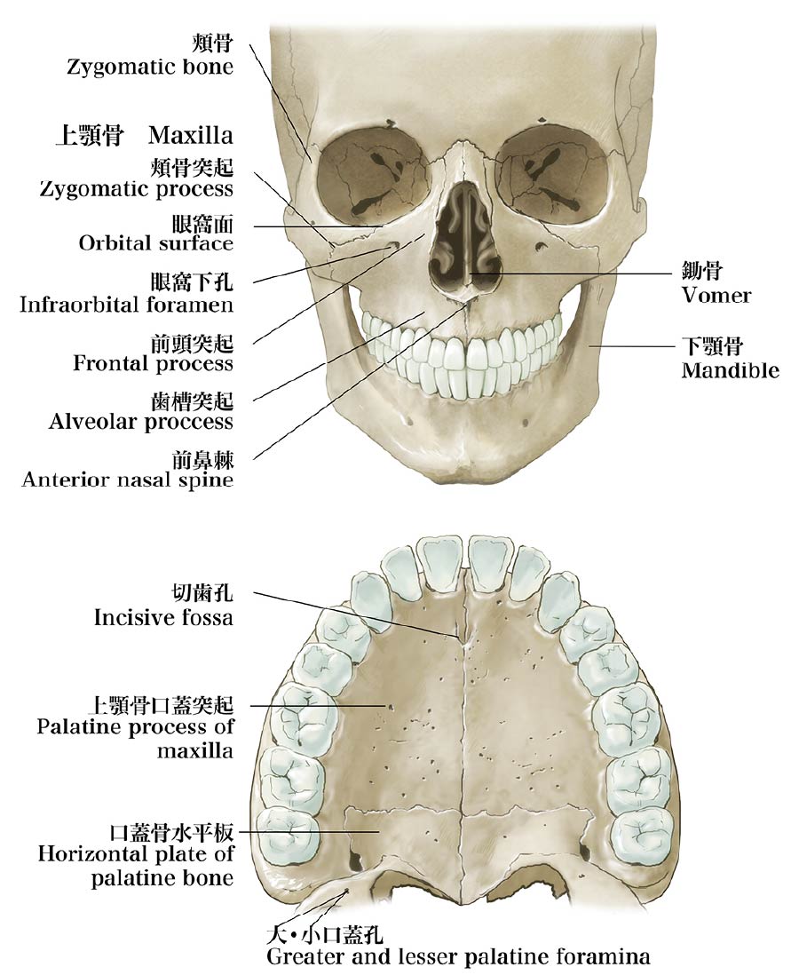 上顎骨の解剖