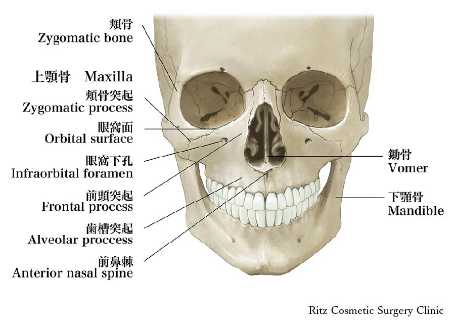 上顎骨の解剖