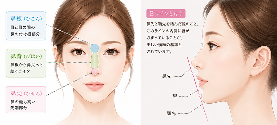 鼻のパーツ名称